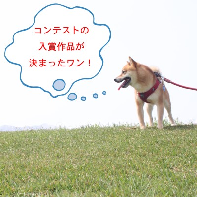 ペットフォトコンテスト　全作品展示と入賞作品