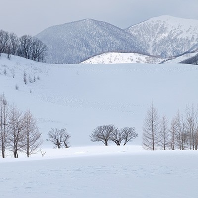 冬季イベントご案内③ 冬の森を探検しよう