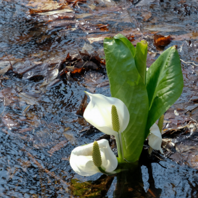 2026年シーズンのおしらせ